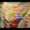 Mapa Bíblico de HAVILÁ