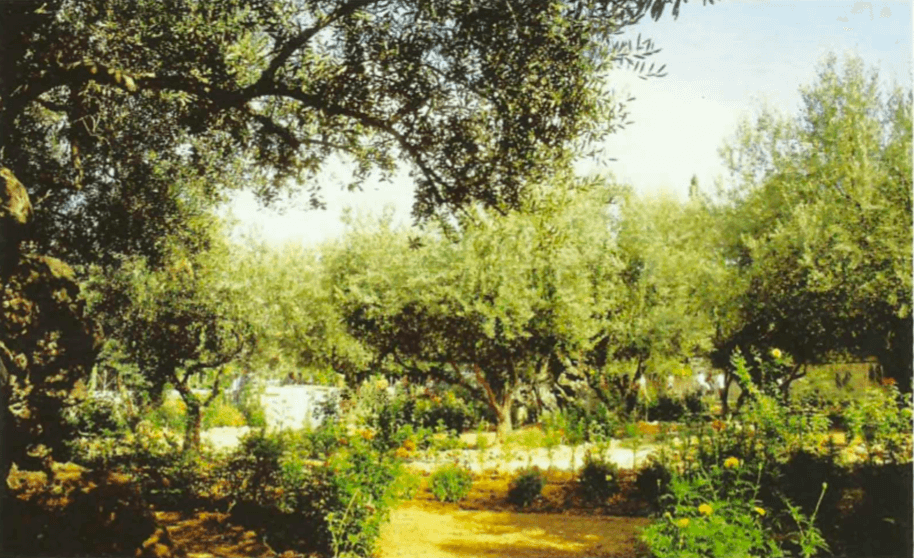 O jardim do Getsêmani, onde Jesus foi preso.
